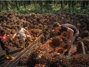 Người trồng cọ Đông Nam Á bị ảnh hưởng bởi đạo luật bảo vệ rừng của EU